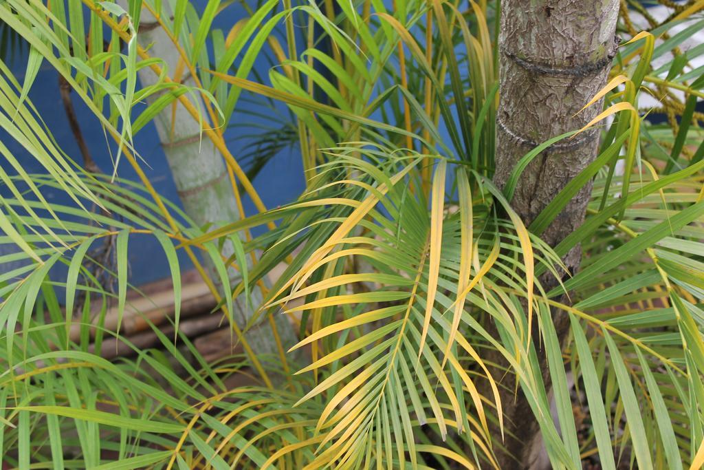 Bambu Tarapoto Hostel Bagian luar foto